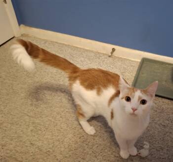 Rescue Domestic Short Hair Cats for Adoption in Arnold, Missouri - Thomas Jefferson | PetCurious