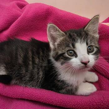 Domestic Medium Hair Cats Available for Adoption in Layton, Utah - Violet | PetCurious