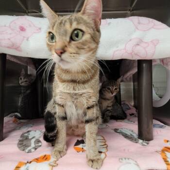 Raw Denim -  Domestic Short Hair Cat for Adoption in Las Vegas, Nevada - Raw Denim | PetCurious