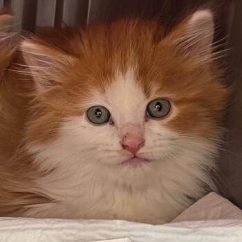 Loofah -  Domestic Long Hair Cat for Adoption in Salt Lake City, Utah - Loofah | PetCurious