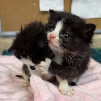 Milkshake -  Domestic Short Hair Cat for Adoption - Milkshake | PetCurious