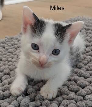 Miles -  Domestic Short Hair Cat for Adoption in The Woodlands, Texas - Miles | PetCurious
