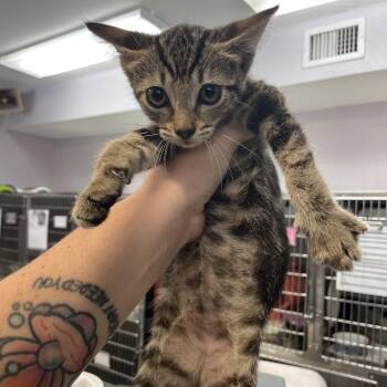 Lil -  Domestic Short Hair Cat for Adoption in Port Charlotte, Florida - Lil | PetCurious