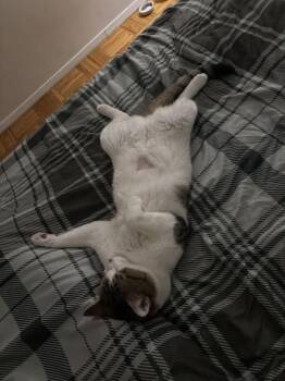 Evergreen -  Domestic Short Hair Cat for Adoption - Evergreen | PetCurious