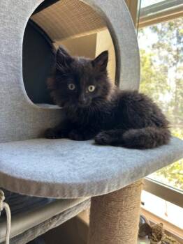 PETEY* -  Domestic Short Hair Cat for Adoption in Santa Cruz, California - PETEY* | PetCurious