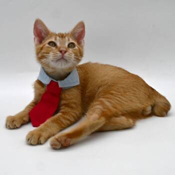Tabby Cats Available for Adoption in Mobile, Alabama - Max | PetCurious