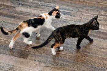 Ariel TB -  Domestic Short Hair Cat for Adoption in Greenville, South Carolina - Ariel TB | PetCurious