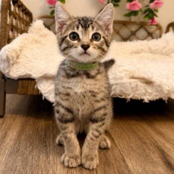 Caboose Cutie Full Time Cutie -  Tabby and Domestic Short Hair Cat for Adoption in Friendswood, Texas - Caboose Cutie Full Time Cutie | PetCurious