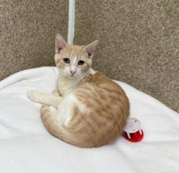 Jackson -  Domestic Short Hair and Tabby Cat for Adoption in Mccormick, South Carolina - Jackson | PetCurious