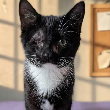 Moon -  Tuxedo Cat for Adoption in Montclair, New Jersey - Moon | PetCurious