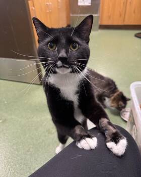 Domestic Short Hair Cats Available for Adoption in Seneca, Pennsylvania - Norris | PetCurious