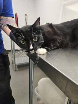 Domestic Short Hair Cats Available for Adoption in Corpus Christi, Texas - ARCHER | PetCurious