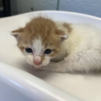 New Balance (Holland Cat Cove) -  Domestic Short Hair Cat for Adoption in West Olive, Michigan - New Balance (Holland Cat Cove) | PetCurious
