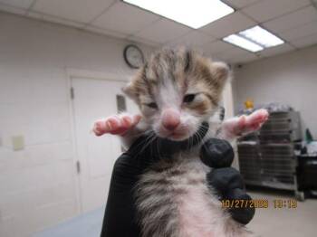 (901) -  Domestic Short Hair Cat for Adoption in Marietta, Georgia - (901) | PetCurious