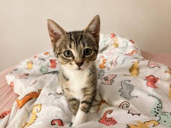 Annie & Mia PERFECTLY IMPERFECT BONDED BOTTLE BABIES -  Domestic Short Hair Cat for Adoption in Boca Raton, Florida - Annie & Mia PERFECTLY IMPERFECT BONDED BOTTLE BABIES | PetCurious