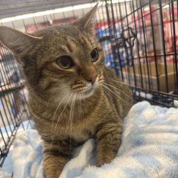 Domestic Short Hair Cats Available for Adoption - Jazmyn-Tabby Mom Cat | PetCurious