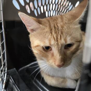 AHNJ-Stray-120907 -  Domestic Short Hair Cat for Adoption in Newark, New Jersey - AHNJ-Stray-120907 | PetCurious
