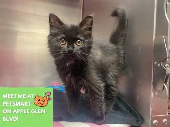 VELMA -  Domestic Medium Hair Cat Available for Adoption in Fort Wayne, Indiana - VELMA | PetCurious