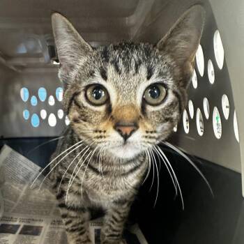 Lulu -  Domestic Short Hair Cat for Adoption in Montgomery, Alabama - Lulu | PetCurious