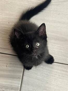 HERSHEY -  Domestic Short Hair Cat for Adoption in Tustin, California - HERSHEY | PetCurious