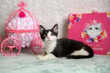 Sandy -  Domestic Short Hair Cat for Adoption in Roanoke, Texas - Sandy | PetCurious