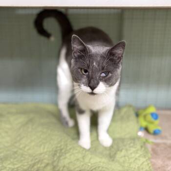 Perriwinkle, Ivy & Willow (from same location) -  Domestic Short Hair Cat for Adoption in Cortland, New York - Perriwinkle, Ivy & Willow (from Same Location) | PetCurious