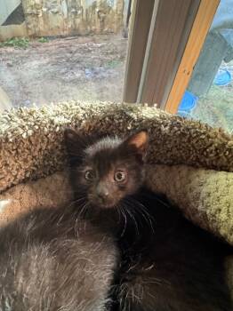 Rescue Domestic Short Hair Cats for Adoption in Danielsville, Georgia - Emmett | PetCurious
