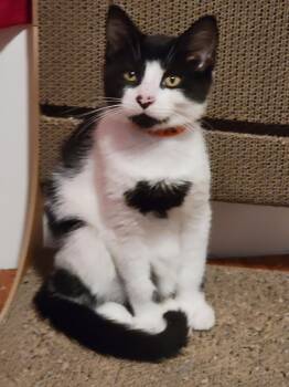 Mario -  Domestic Short Hair Cat for Adoption in Topsham, Maine - Mario | PetCurious