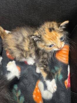 Tendy -  Domestic Short Hair Cat Available for Adoption in Sevierville, Tennessee - Tendy | PetCurious