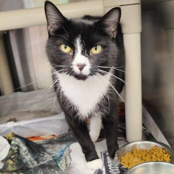 Ferris Bueller -  Domestic Short Hair Cat for Adoption in Jersey City, New Jersey - Ferris Bueller | PetCurious