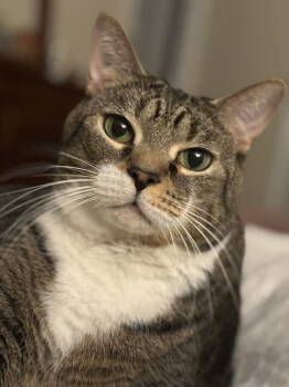 Rescue Domestic Short Hair Cats for Adoption in Dublin, Ohio - Phil | PetCurious