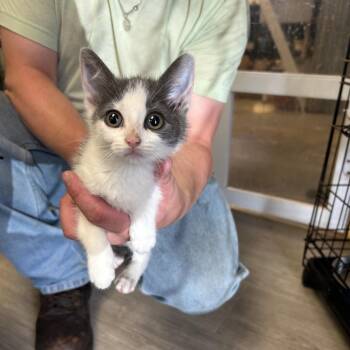 Lavender -  Domestic Short Hair Cat Available for Adoption in Pennsville Township, New Jersey - Lavender | PetCurious