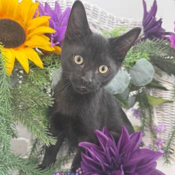 Coyote Ferd 56427 -  Domestic Short Hair Cat for Adoption in Eaton Rapids, Michigan - Coyote Ferd 56427 | PetCurious