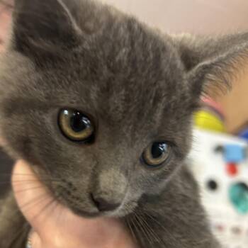 Stormie -  Domestic Short Hair Cat for Adoption in Hanna City, Illinois - Stormie | PetCurious
