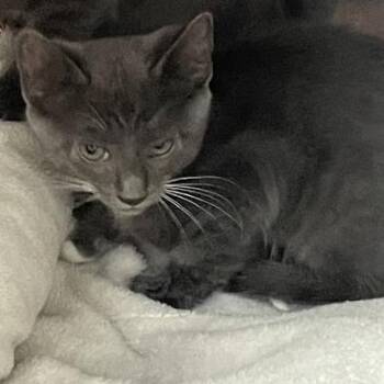 White -  Domestic Short Hair Cat for Adoption in Port Charlotte, Florida - White | PetCurious