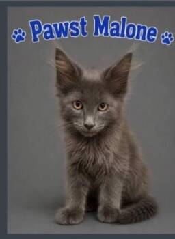 Pawst Malone -  Domestic Short Hair Cat for Adoption in Blanchard, Oklahoma - Pawst Malone | PetCurious