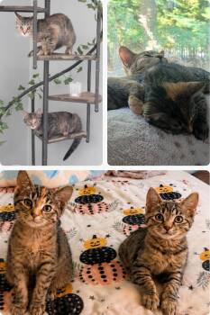 Emma & Gemma (do not have to be adopted together) -  Domestic Short Hair Cat for Adoption in Hanson, Massachusetts - Emma & Gemma (do Not Have To Be Adopted Together) | PetCurious