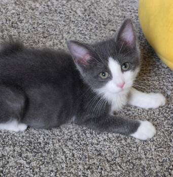Tucker -  Domestic Short Hair Cat for Adoption in Battle Creek, Michigan - Tucker | PetCurious