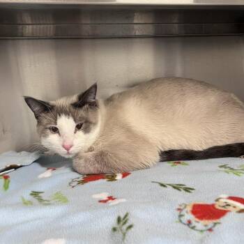 Siamese Cats Available for Adoption in Liberty, Missouri - Roscoe | PetCurious