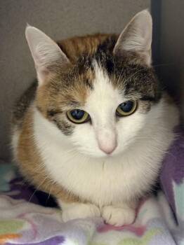 Domestic Short Hair Cats Available for Adoption in Aliquippa, Pennsylvania - LITTY GIRL | PetCurious