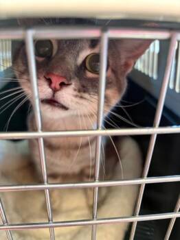 Milo -  Domestic Short Hair Cat for Adoption in Verona, Wisconsin - Milo | PetCurious