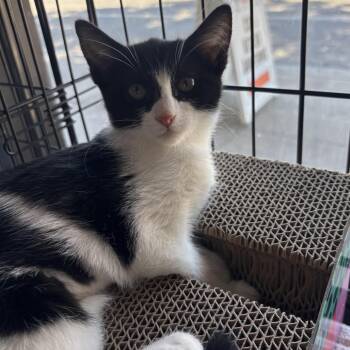 Chess -  Domestic Short Hair Cat for Adoption in Los Angeles, California - Chess | PetCurious