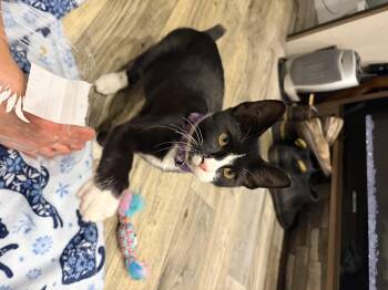 Serenity -  Domestic Short Hair Cat for Adoption in Tampa, Florida - Serenity | PetCurious