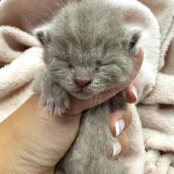 Pollen -  Domestic Short Hair Cat for Adoption in Mount Vernon, Indiana - Pollen | PetCurious