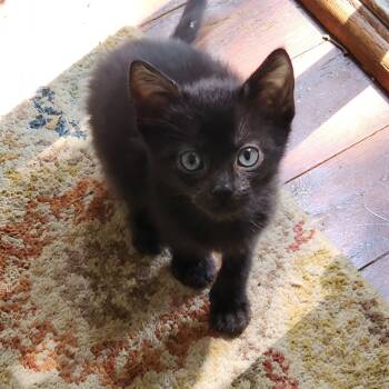 Rescue Domestic Short Hair Cats for Adoption in Cumming, Georgia - Bob | PetCurious