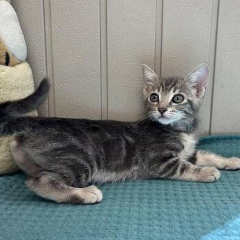 Victoria -  Domestic Short Hair Cat for Adoption in Long Beach, California - Victoria | PetCurious