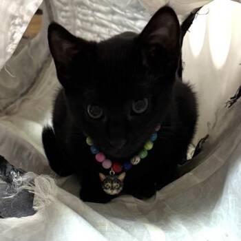 Eve $50 @ Petsmart -  Domestic Short Hair Cat for Adoption in Seneca, South Carolina - Eve $50 @ Petsmart | PetCurious