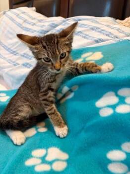 Adele -  American Shorthair Cat for Adoption in Poway, California - Adele | PetCurious