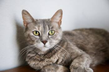 Rescue Dilute Tortoiseshell and Tabby Cats for Adoption in Fort Worth, Texas - Valencia | PetCurious