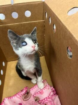 DEBORAH -  Domestic Short Hair Cat for Adoption in Jacksonville, Florida - DEBORAH | PetCurious
